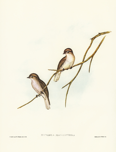 Great-winged Flycatcher Microeca macroptera illustrated by Elizabeth Gould 1804–1841 for John Gould’s 1804-1881 Birds of Australia 