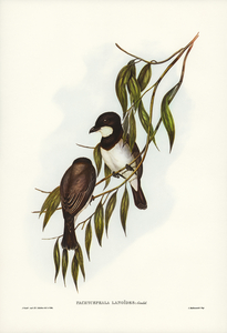 Shrike-like Phachycephala Pachycephala Lanoides illustrated by Elizabeth Gould 1804–1841 for John Gould’s 1804-1881 Birds of Australia 