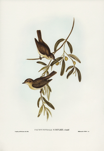 Plain-coloured Pachycephala Pachycephala simplex illustrated by Elizabeth Gould 1804–1841 for John Gould’s 1804-1881 Birds of Australia 