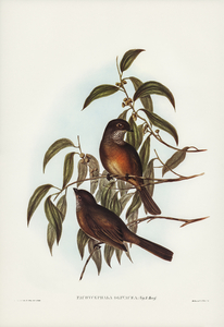 Olivaceous Pachycephala Pachycephala olivacea Vig&Horsf illustrated by Elizabeth Gould 1804–1841 for John Gould’s 1804-1881 Birds of Australia 