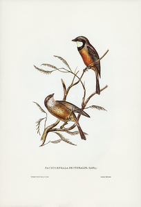 Banded Thickhead Pachycephala pectoralis illustrated by Elizabeth Gould 1804–1841 for John Gould’s 1804-1881 Birds of Australia 