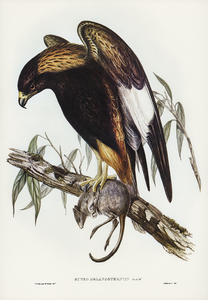 Black-Breasted Buzzard Buteo melanosternon illustrated by Elizabeth Gould 1804–1841 for John Gould’s 1804-1881 Birds of Australia 