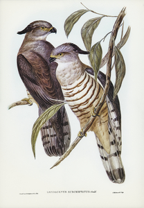 Crested Hawk Lepidogenys subcristatus illustrated by Elizabeth Gould 1804–1841 for John Gould’s 1804-1881 Birds of Australia 