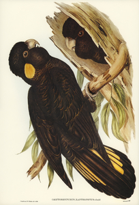 Yellow-eared Black Cockatoo Calyptorhynchus xanthonotus illustrated by Elizabeth Gould 1804–1841 for John Gould’s 1804-1881 Birds of Australia 