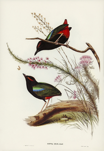 Rainbow Pitta Pitta Iris illustrated by Elizabeth Gould 1804–1841 for John Gould’s 1804-1881 Birds of Australia 