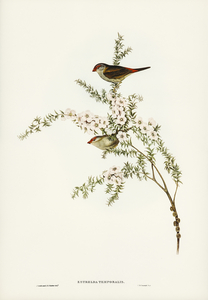 Red-eyebrowed Finch Estrelda temporalis  illustrated by Elizabeth Gould 1804–1841 for John Gould’s 1804-1881 Birds of Australia 