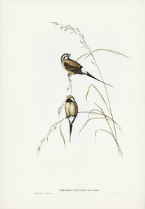 Yellow-breasted Robin Eopsaltria Australis illustrated by Elizabeth Gould 1804–1841 for John Gould’s 1804-1881 Birds of Australia 
