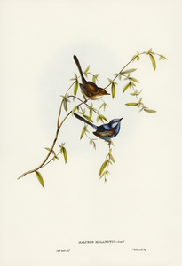 Black-backed Wren Malurus melanotus illustrated by Elizabeth Gould 1804–1841 for John Gould’s 1804-1881 Birds of Australia 