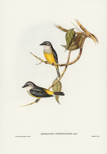 Grey-breasted Robin Eopsaltria griseogularis illustrated by Elizabeth Gould 1804–1841 for John Gould’s 1804-1881 Birds of Australia 
