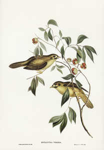 Australian Bell Bird Myzantha melanophrys illustrated by Elizabeth Gould 1804–1841 for John Gould’s 1804-1881 Birds of Australia 