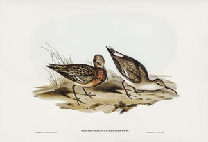 Curlew Sandpiper Schoeniclus subarquatus illustrated by Elizabeth Gould 1804–1841 for John Gould’s 1804-1881 Birds of Australia 