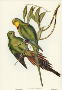 Black-tailed Parakeet Polytelis melanura illustrated by Elizabeth Gould 1804–1841 for John Gould’s 1804-1881 Birds of Australia 
