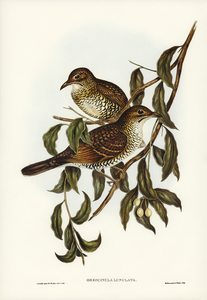 Moutain Thrush Oreocincla lunulata illustrated by Elizabeth Gould 1804–1841 for John Gould’s 1804-1881 Birds of Australia 