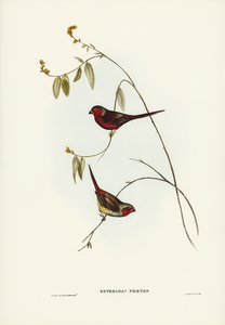 Crimson Finch Estrelda Phaeton illustrated by Elizabeth Gould 1804–1841 for John Gould’s 1804-1881 Birds of Australia 