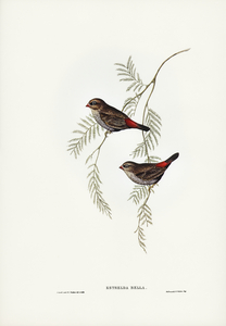 Fire-tailed Finch illustrated by Elizabeth Gould 1804–1841 for John Gould’s 1804-1881 Birds of Australia 