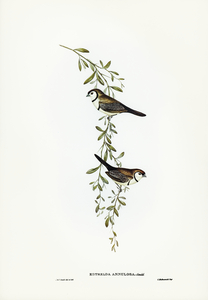 Black-rumped Finch Estrelda annulosa illustrated by Elizabeth Gould 1804–1841 for John Gould’s 1804-1881 Birds of Australia 