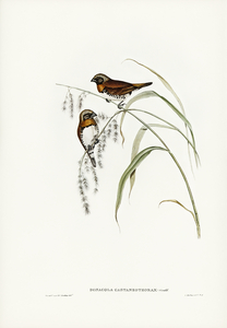 Chestnut-breasted Finch Donacola castaneothorax illustrated by Elizabeth Gould 1804–1841 for John Gould’s 1804-1881 Birds of Australia 