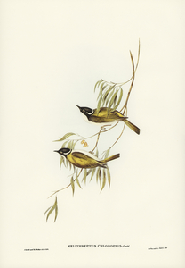 Swan River Honey-eater Melithreptus chloropsis illustrated by Elizabeth Gould 1804–1841 for John Gould’s 1804-1881 Birds of Australia 