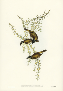 White-throated Honey-eater Melithreptus albogularis illustrated by Elizabeth Gould 1804–1841 for John Gould’s 1804-1881 Birds of Australia 
