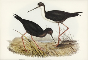 New Zealand Stilt Himantopus Novae-Zelandiae illustrated by Elizabeth Gould 1804–1841 for John Gould’s 1804-1881 Birds of Australia 