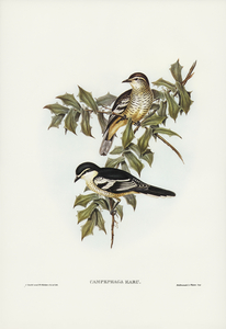 Northern cuckooshrike Campephaga Karu illustrated by Elizabeth Gould 1804–1841 for John Gould’s 1804-1881 Birds of Australia 