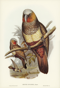 Prince of Esslings Parrot Nestor Esslingii illustrated by Elizabeth Gould 1804–1841 for John Gould’s 1804-1881 Birds of Australia