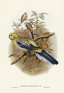 Blue-cheeked Parakeet Platycercus cyanogenys illustrated by Elizabeth Gould 1804–1841 for John Gould’s 1804-1881 Birds of Australia 