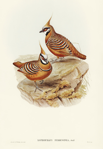 Rust-coloured Bronzewing Lophophaps ferruginea illustrated by Elizabeth Gould 1804–1841 for John Gould’s 1804-1881 Birds of Australia 