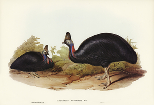 Australian Cassowary Casuarius australis illustrated by Elizabeth Gould 1804–1841 for John Gould’s 1804-1881 Birds of Australia 