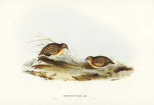 Swift-flying Hemipode Hemipodius velox illustrated by Elizabeth Gould 1804–1841 for John Gould’s 1804-1881 Birds of Australia 