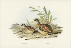 Varied Hemipode Hemipodius Varius illustrated by Elizabeth Gould 1804–1841 for John Gould’s 1804-1881 Birds of Australia 