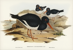 White-breasted Oyster-Catcher Haematopus longirostris illustrated by Elizabeth Gould 1804–1841 for John Gould’s 1804-1881 Birds of Australia 