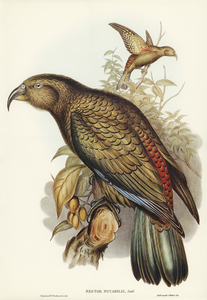 Kea Parrot Nestor notabilis illustrated by Elizabeth Gould 1804–1841 for John Gould’s 1804-1881 Birds of Australia 