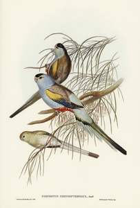 Golden-backed Parakeet Psephotus chrysopterygius illustrated by Elizabeth Gould 1804–1841 for John Gould’s 1804-1881 Birds of Australia 