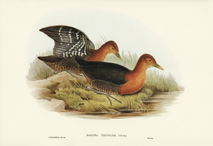 Red-necked Rail Rallina tricolor illustrated by Elizabeth Gould 1804–1841 for John Gould’s 1804-1881 Birds of Australia 
