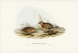 Chestnut-bellied Rail Eulabeornis castaneoventris illustrated by Elizabeth Gould 1804–1841 for John Gould’s 1804-1881 Birds of Australia 