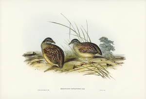 Chestnut-backed Hemipode Hemipodius castanotus illustrated by Elizabeth Gould 1804–1841 for John Gould’s 1804-1881 Birds of Australia 
