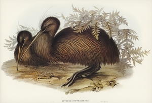 Kiwi Apteryx Australis illustrated by Elizabeth Gould 1804–1841 for John Gould’s 1804-1881 Birds of Australia 