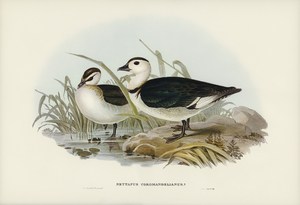Pygmy Goose Nettapus Coromandelianus illustrated by Elizabeth Gould 1804–1841 for John Gould’s 1804-1881 Birds of Australia 