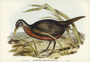Chestnut-bellied Rail Eulabeornis castaneoventris illustrated by Elizabeth Gould 1804–1841 for John Gould’s 1804-1881 Birds of Australia 