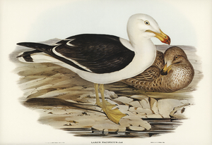 Pacific Gull Larus Pacificus illustrated by Elizabeth Gould 1804–1841 for John Gould’s 1804-1881 Birds of Australia 