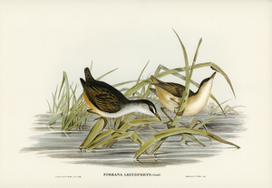 White-eyebrowed Water Crake Porzana leucophrys illustrated by Elizabeth Gould 1804–1841 for John Gould’s 1804-1881 Birds of Australia 