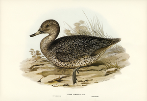 Freckled Duck Anus naevosa illustrated by Elizabeth Gould 1804–1841 for John Gould’s 1804-1881 Birds of Australia 