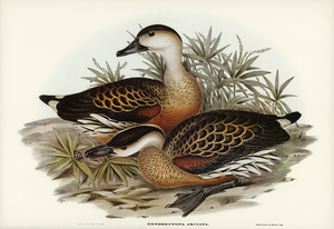 Whistling Duck Dendrocygna arcuata illustrated by Elizabeth Gould 1804–1841 for John Gould’s 1804-1881 Birds of Australia 