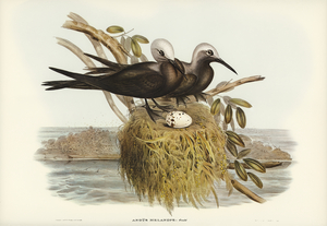 Lesser Noddy Anous melanops illustrated by Elizabeth Gould 1804–1841 for John Gould’s 1804-1881 Birds of Australia 