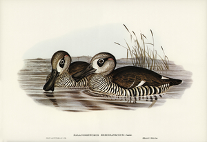 Membranaceous Duck Malacorhynchus membranaceus illustrated by Elizabeth Gould 1804–1841 for John Gould’s 1804-1881 Birds of Australia 