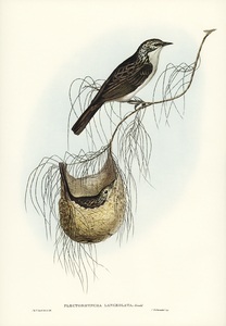 Lanceolate Honey-eater Plectorhyncha lanceolata illustrated by Elizabeth Gould 1804–1841 for John Gould’s 1804-1881 Birds of Australia 