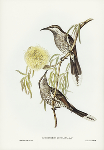 Lunulated Wattle Bird Anthochaera lunulata illustrated by Elizabeth Gould 1804–1841 for John Gould’s 1804-1881 Birds of Australia 