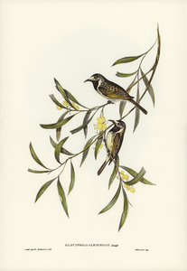 White-fronted Honey-eater Glyciphila albifrons illustrated by Elizabeth Gould 1804–1841 for John Gould’s 1804-1881 Birds of Australia 