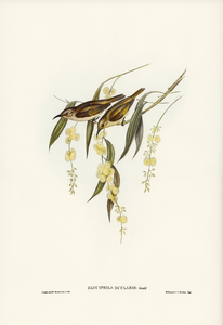 Brown Honey-eater Glyciphila ocularis illustrated by Elizabeth Gould 1804–1841 for John Gould’s 1804-1881 Birds of Australia 